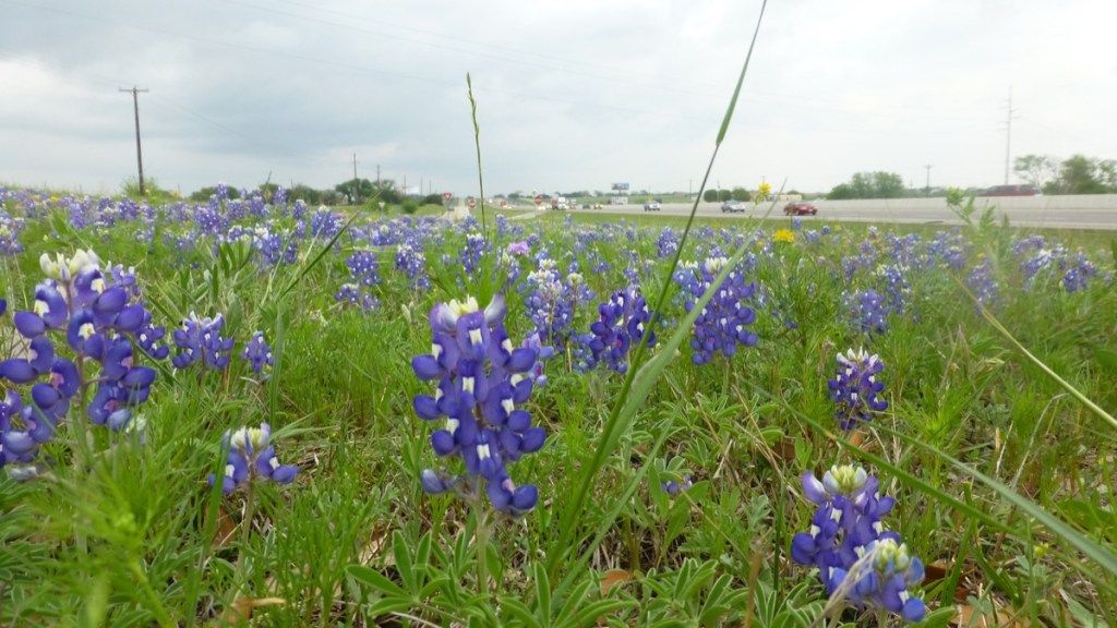 Pohľad na pole kvetov bluebonnet pozdĺž diaľnice neďaleko Dallasu v Texase.