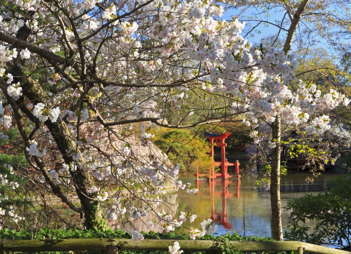 13 kaunista paikkaa nähdä kirsikankukkia Amerikassa