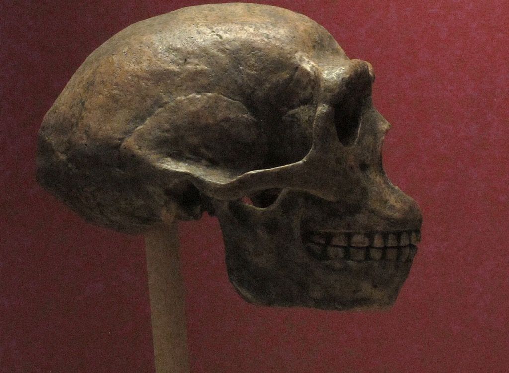 homo erectus skull virkelig mangler skatt