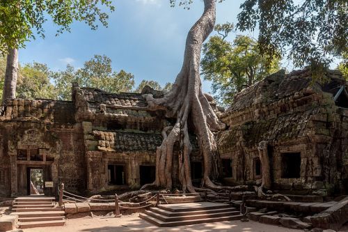 انگور واٹ کی قدیم مذہبی یادگار جہاں ویتنام کے سب سے اوپر ایک درخت اگتا ہے