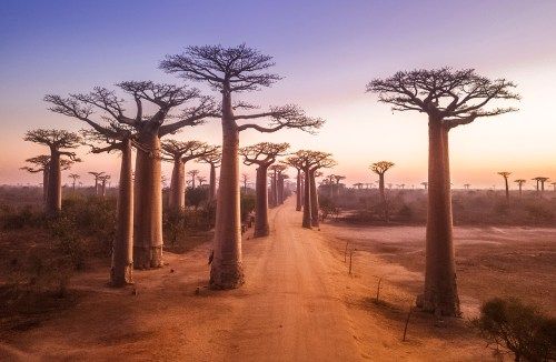 افریقہ میں خوبصورت گندگی والی سڑک کو دیو بھوب کے درختوں نے گھیر لیا