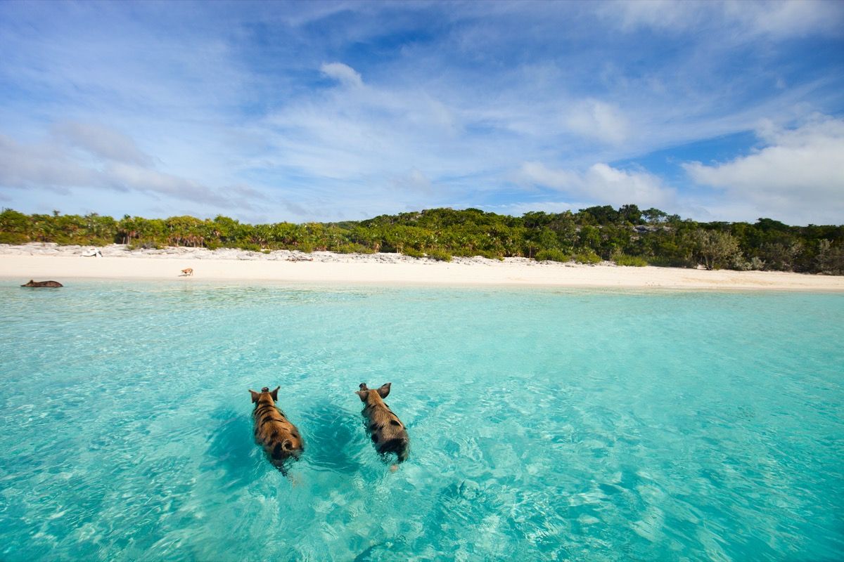 kaks siga ranna lähedal ujumas