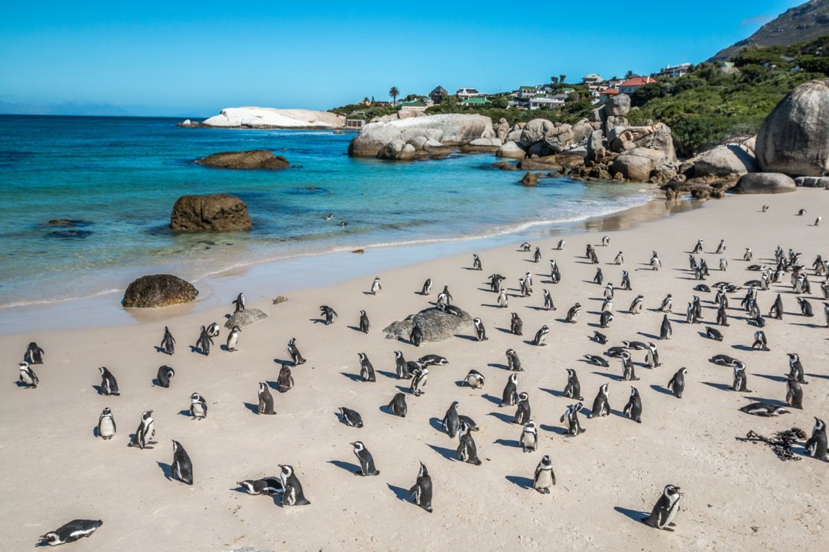pingviinide kool Lõuna-Aafrika rannas