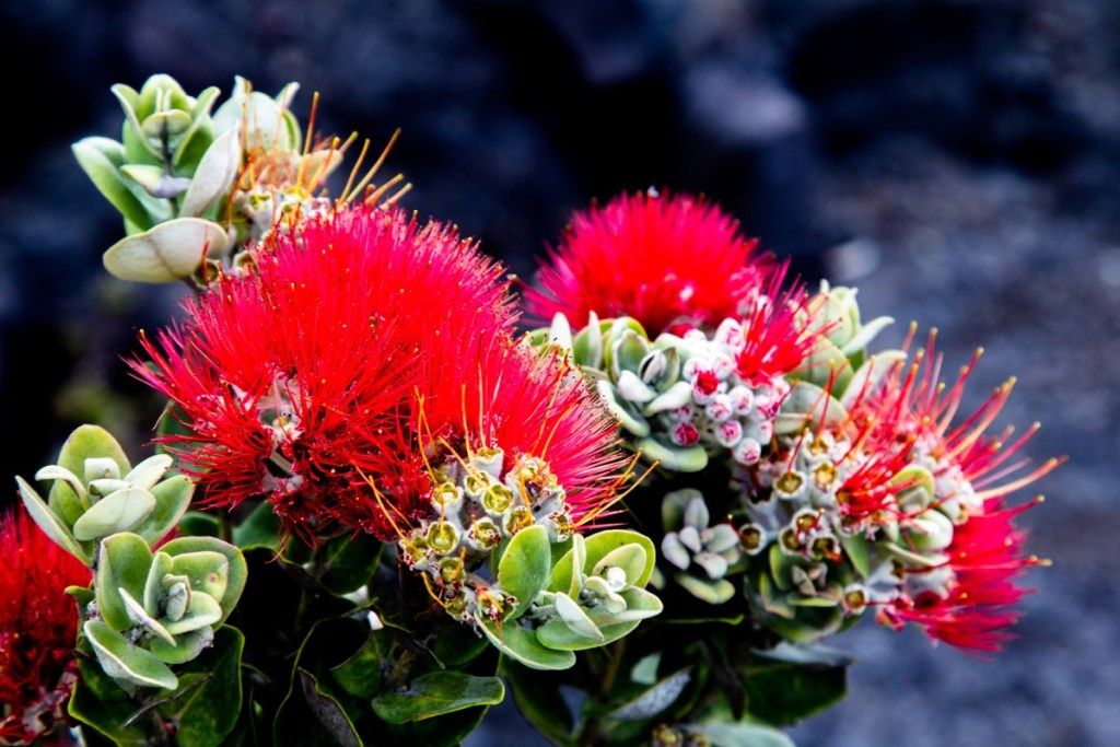 flor roja lehua, flor de la isla grande de hawai, nombres de calles más comunes