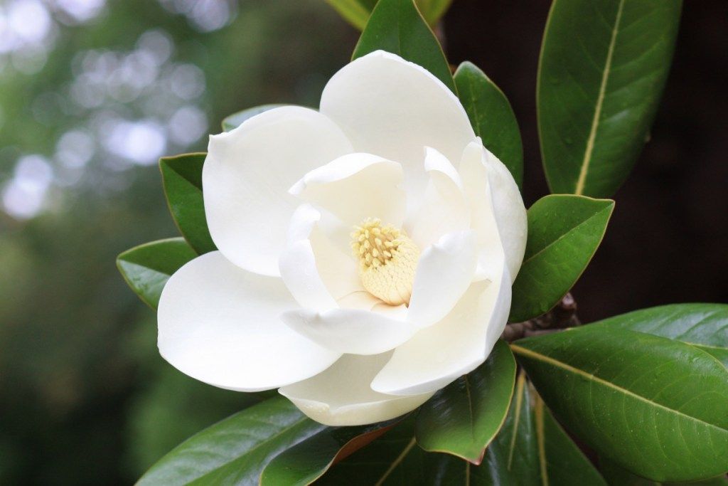 bunga magnolia, nama jalan yang paling biasa