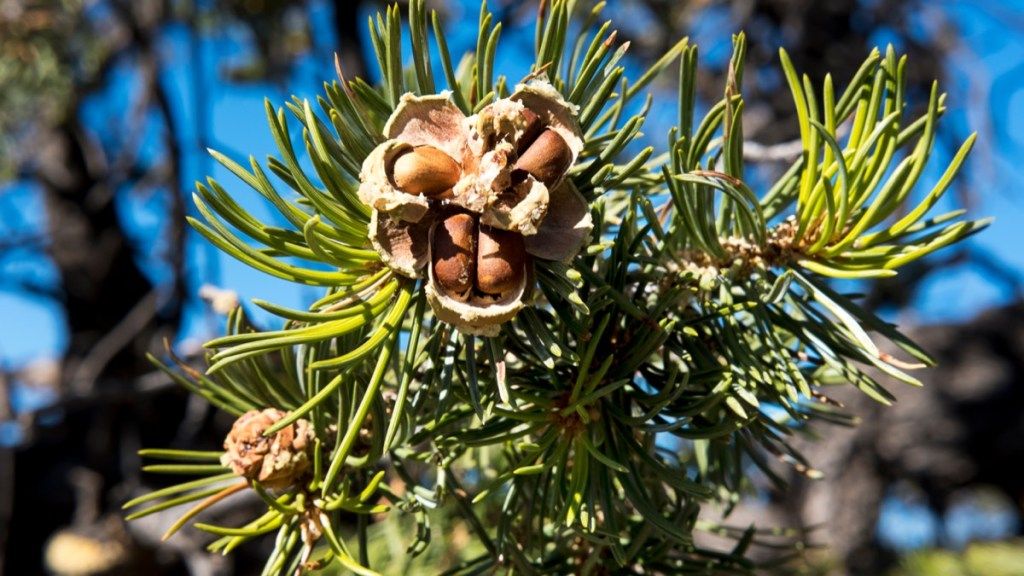 pinon дърво, намерено в Ню Мексико, най-често срещаните имена на улици