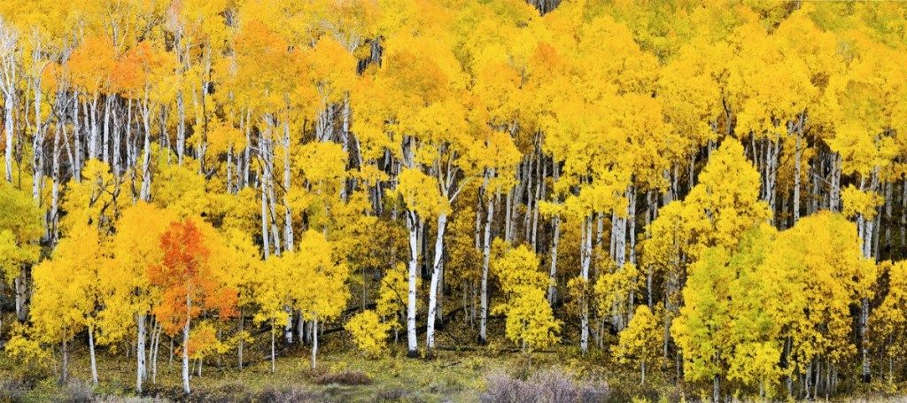 drveće jasike u Utahu, pando, drhtavi div, najčešća imena ulica