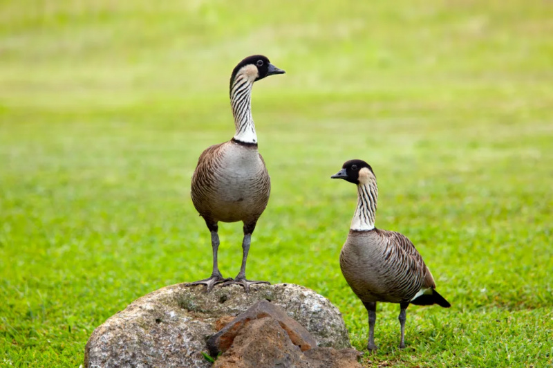   Двойка нене хавайски гъски, стоящи на трева