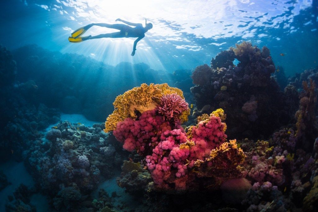 buzo nadando sobre arrecifes de coral hechos sobre los océanos