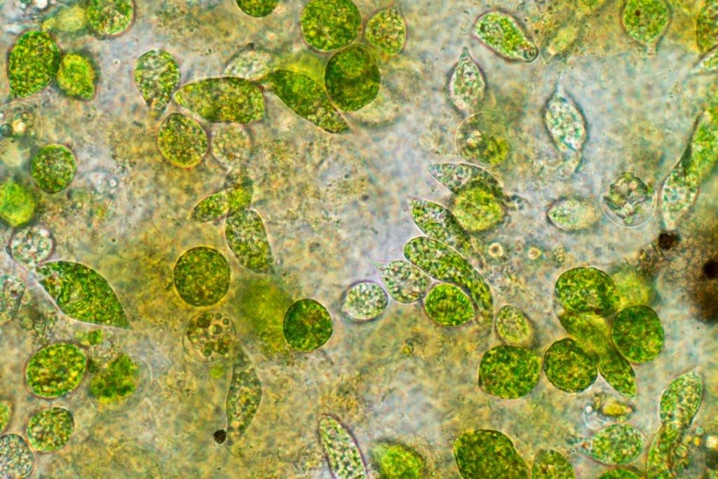 kasviplanktonin tosiasiat valtameristä