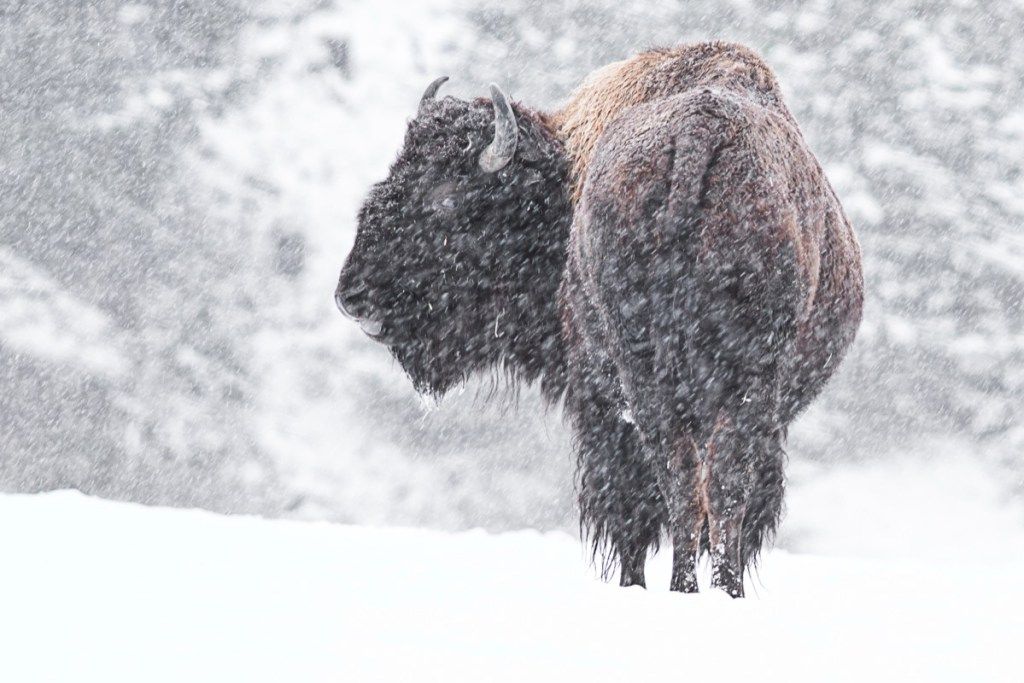 Un búfalo caminando por la nieve en Idaho.
