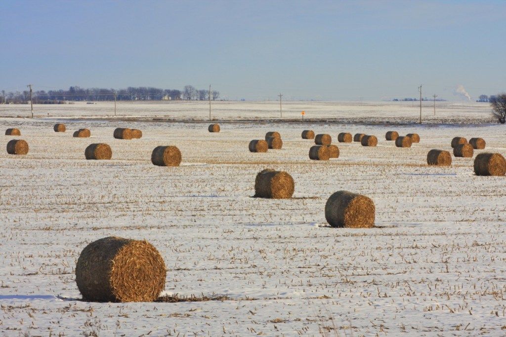 Fardos de tallo de maíz en un campo nevado en Iowa