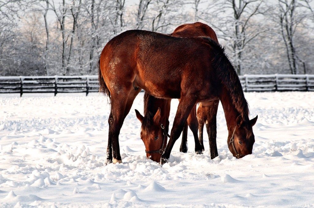 Hevoset leikkivät lumessa