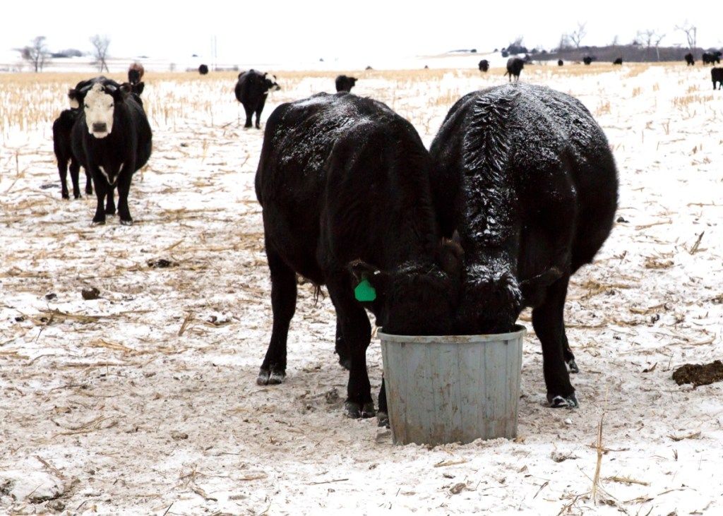 Vacas en un campo en Nebraska en el invierno