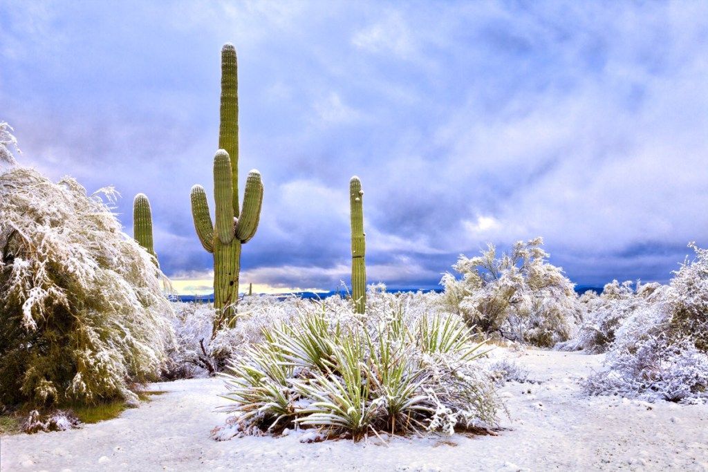 Arizonos dykuma ir kaktusai, padengti sniegu