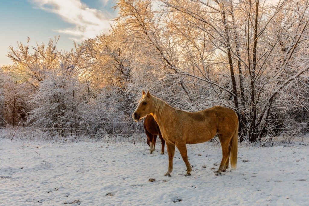 Konji na polju pozimi v Oklahomi