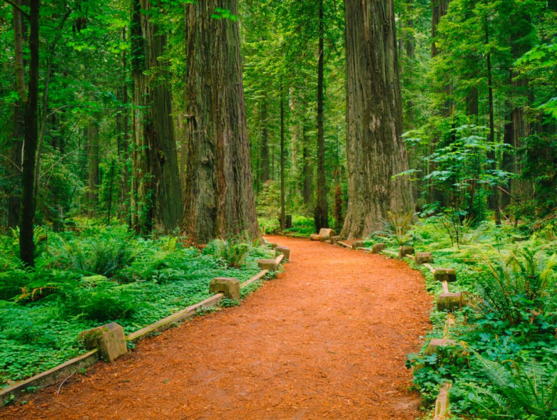   Un sentier dans le parc d'État Jedediah Smith Redwoods