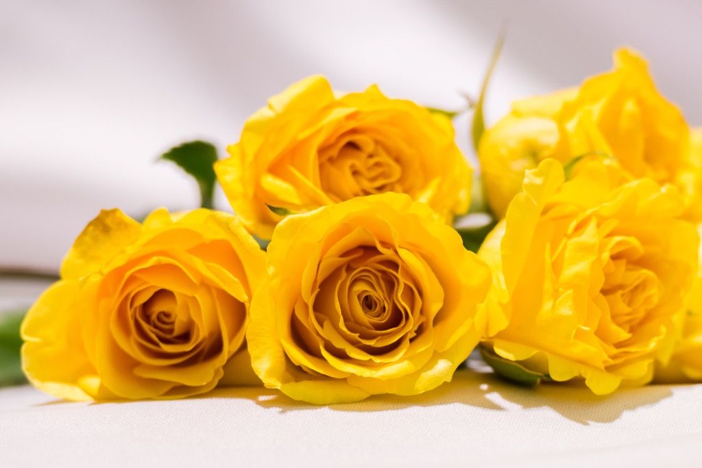 geltonos rožės, kultūrinės klaidos