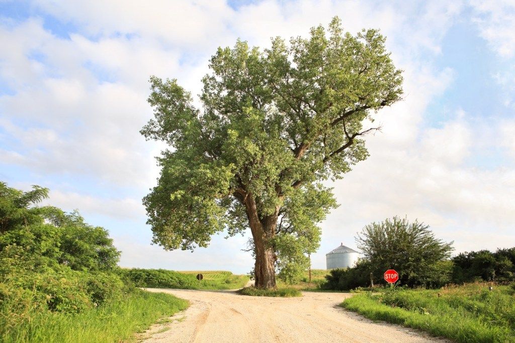 158 gadus vecs kokvilnas koks aug krustojuma vidū Audubonas apgabalā, Aiovas štatā - attēls