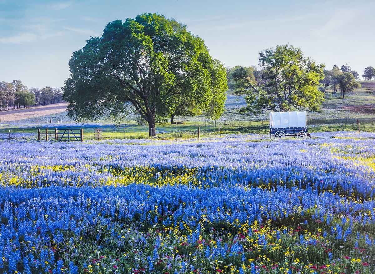 mėlynųjų varpelių gėlės uždengia lauką
