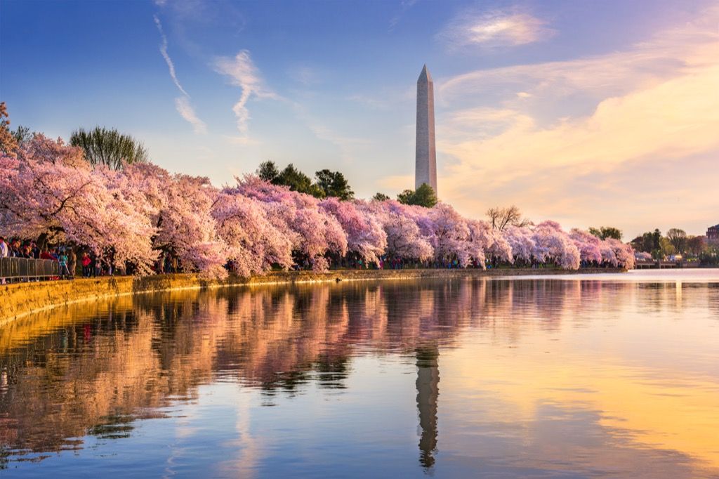 monument de la Washington înconjurat de flori de cireș