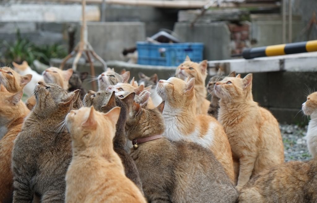 'אי החתול' של יפן הוא חלומו של כל מאהב חתול שהתגשם