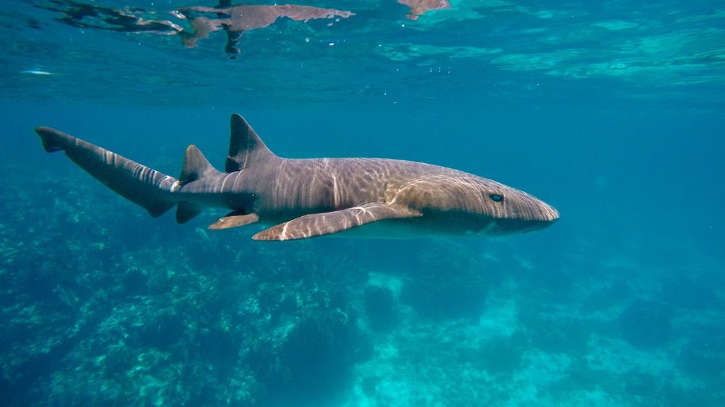Белизская акула плавает в океане без чистой воды