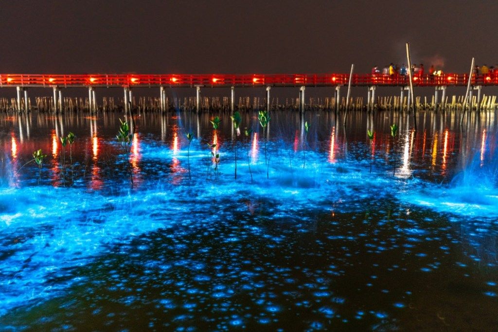 Fotografije redkih dogodkov na Tajskem z bioluminiscentnimi valovi