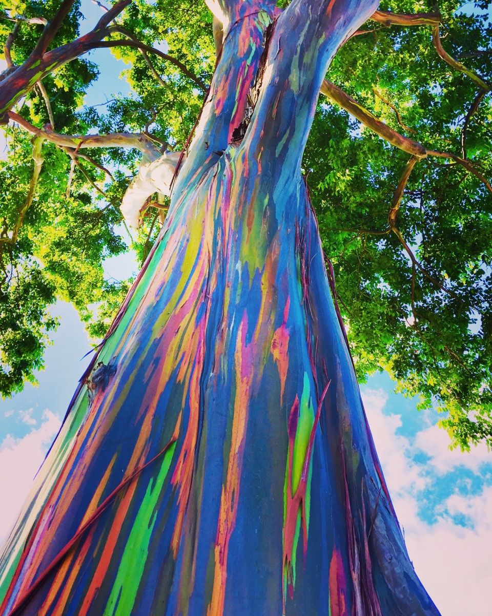 mavrična drevesa evkaliptusa, Havaji, redki dogodki