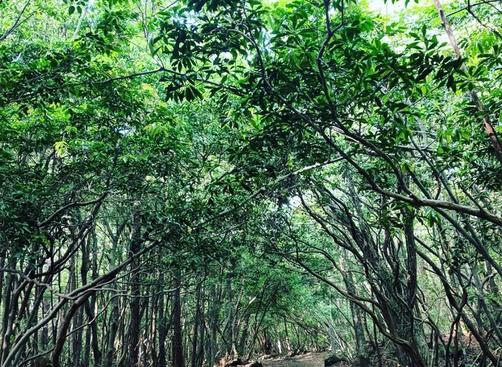 Aokigahara japán öngyilkos erdő