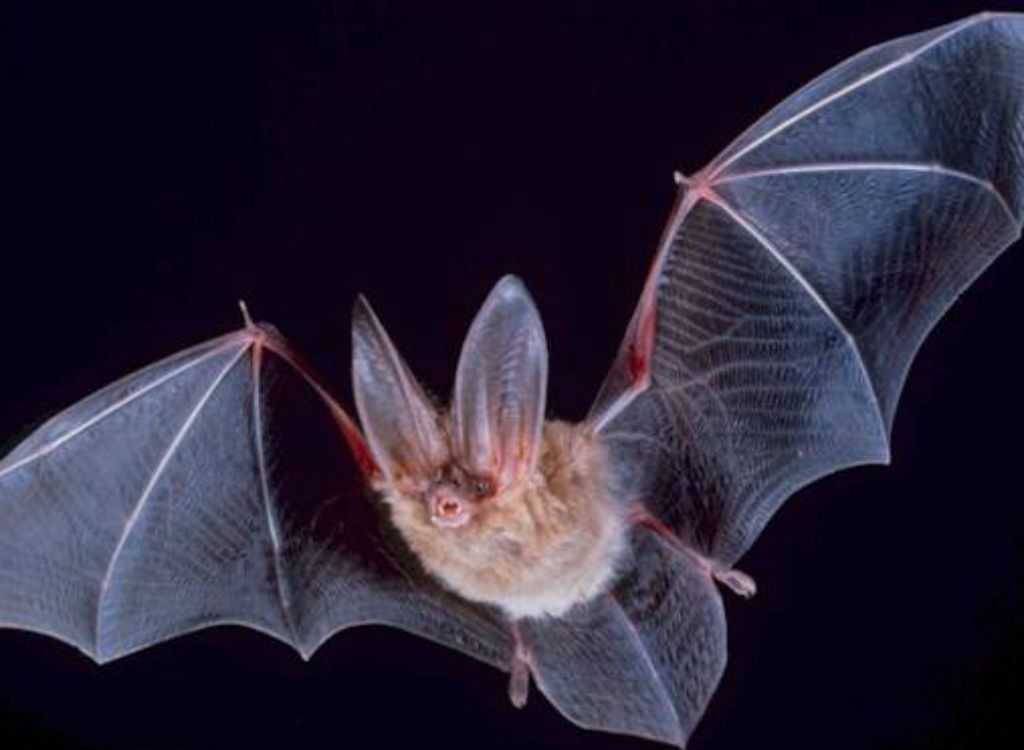 morcego em vôo suicídio floresta