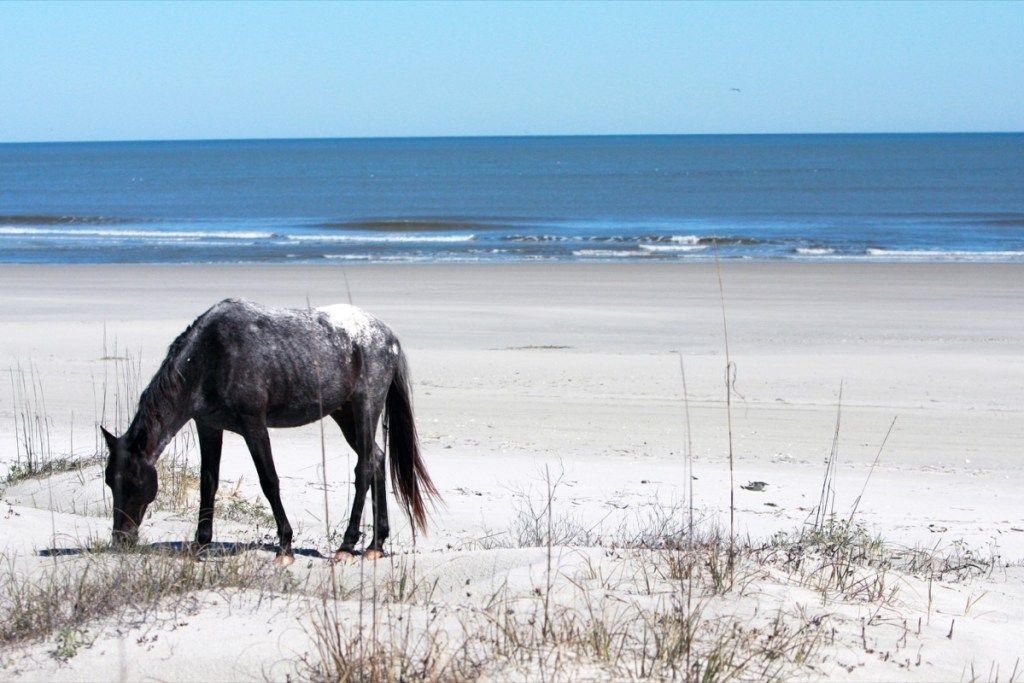 Metsik hobune seisab Gruusias Cumberlandi saare rannas