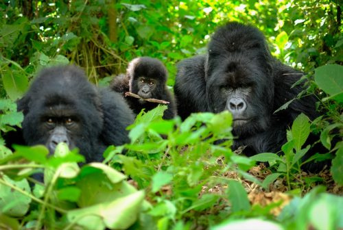   Gorillaer i Rwanda