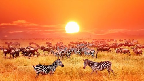   Serengeti'de Yaban Hayatı
