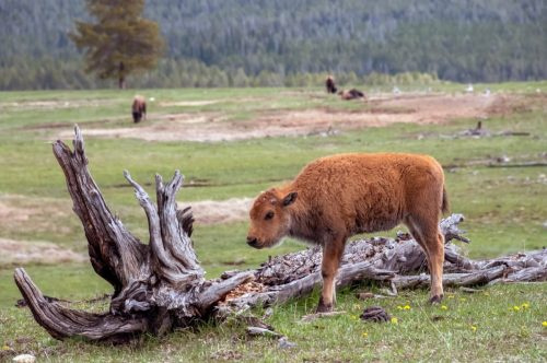   Бизони в национален парк Йелоустоун