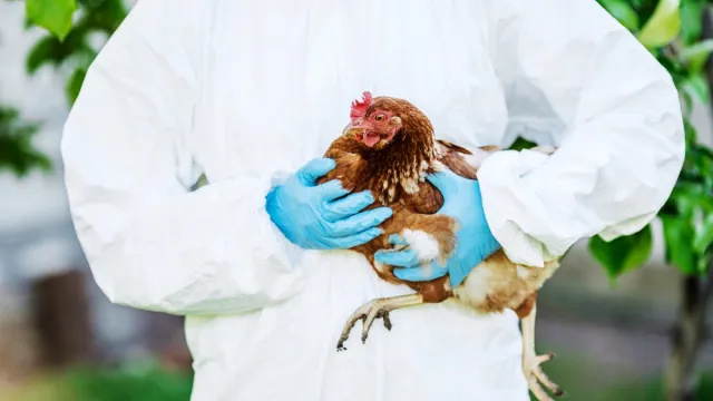 Тексас съобщава за първи случай на птичи грип при хора — как можете да сте в безопасност